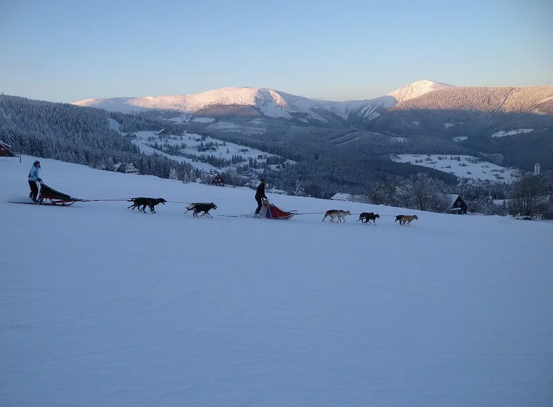 Mushing - jízda psím spřežením v Krkonoších