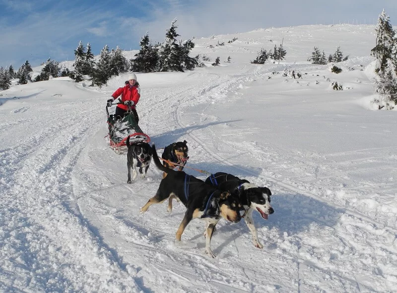 Mushing - jízda psím spřežením v Krkonoších