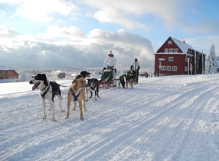 Mushing - jízda psím spřežením v Krkonoších