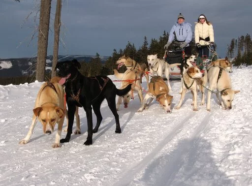 Mushing - jízda psím spřežením v Krkonoších