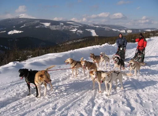 Mushing - jízda psím spřežením v Krkonoších