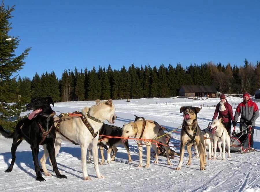 Mushing - jízda psím spřežením v Krkonoších