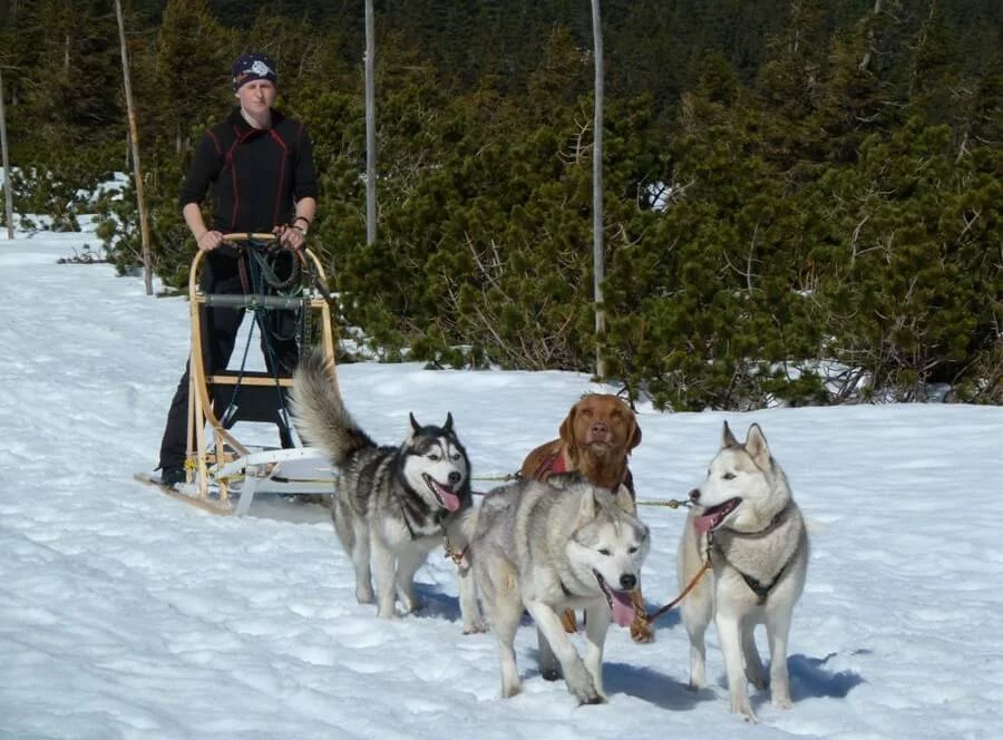 Mushing pro děti