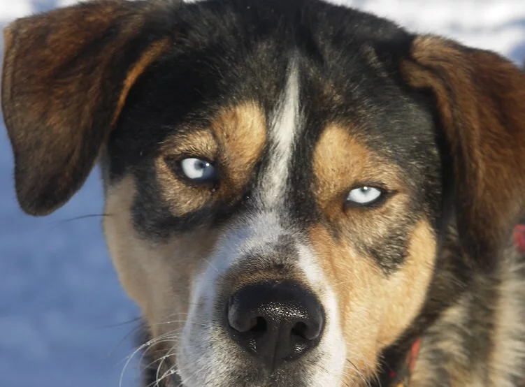 Mushing - jízda psím spřežením v Krkonoších