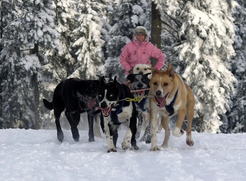 Mushing - jízda psím spřežením v Krkonoších