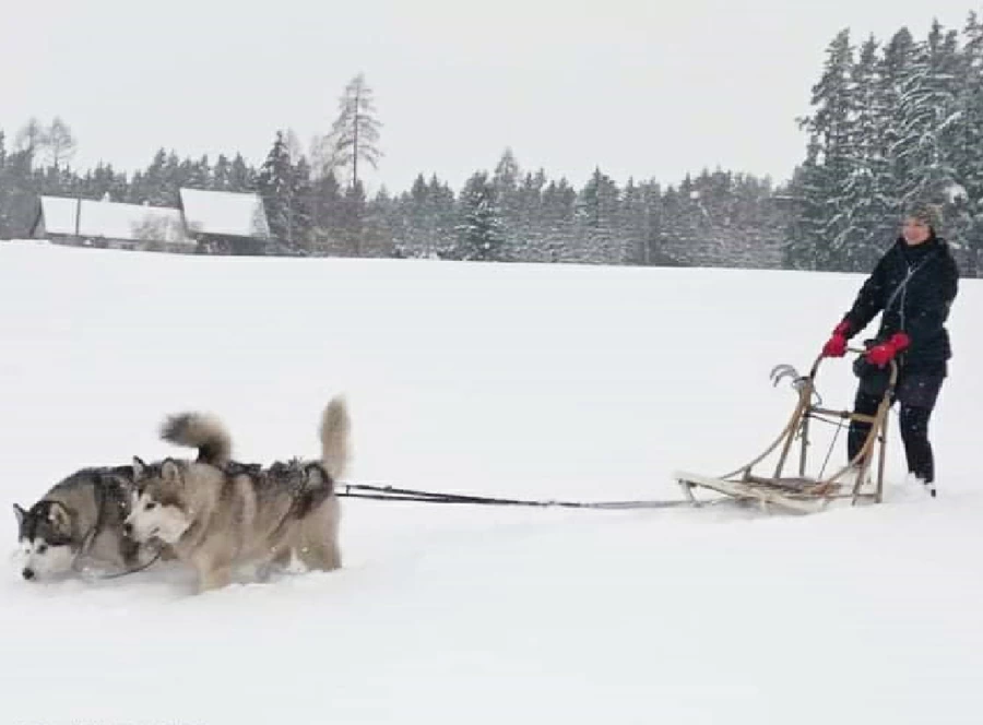 Dětský mushing