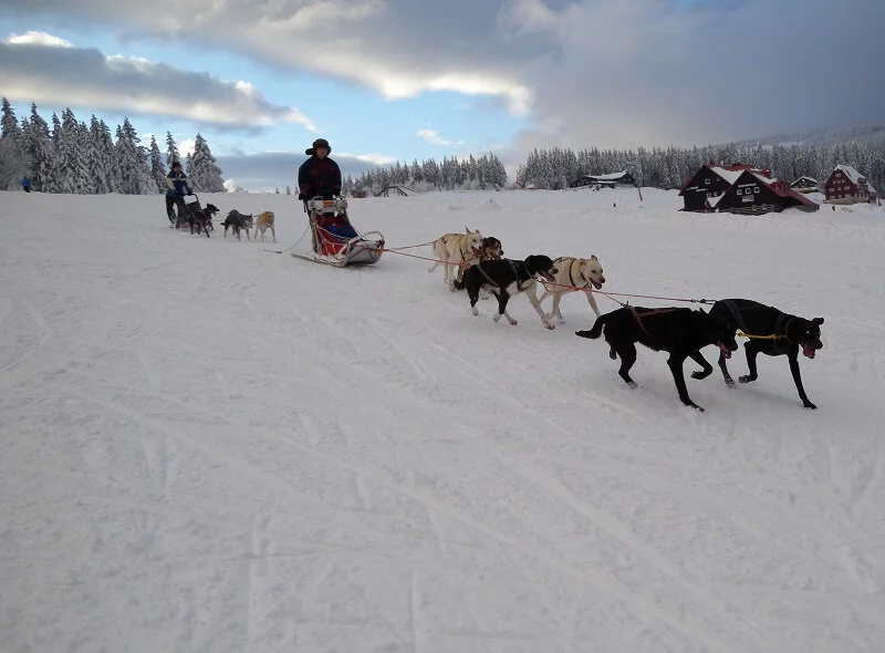 Mushing - jízda psím spřežením v Krkonoších