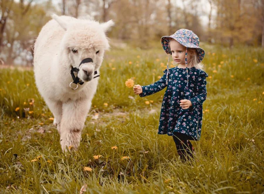 Procházka s alpakami v Hluboké nad Vltavou