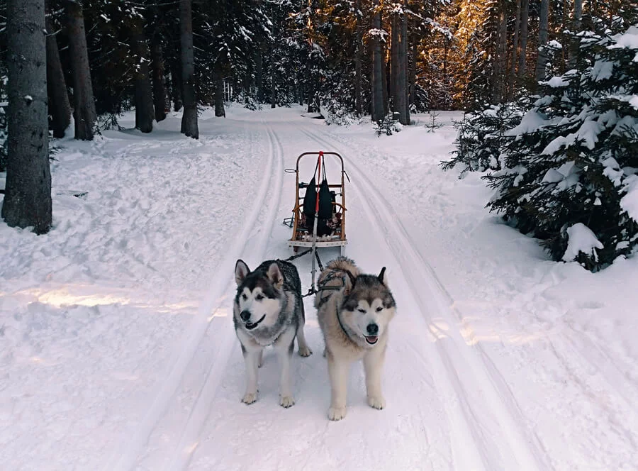 Mushing pro děti – jízda se psím spřežením