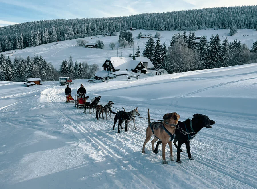 Mushing - jízda psím spřežením v Krkonoších