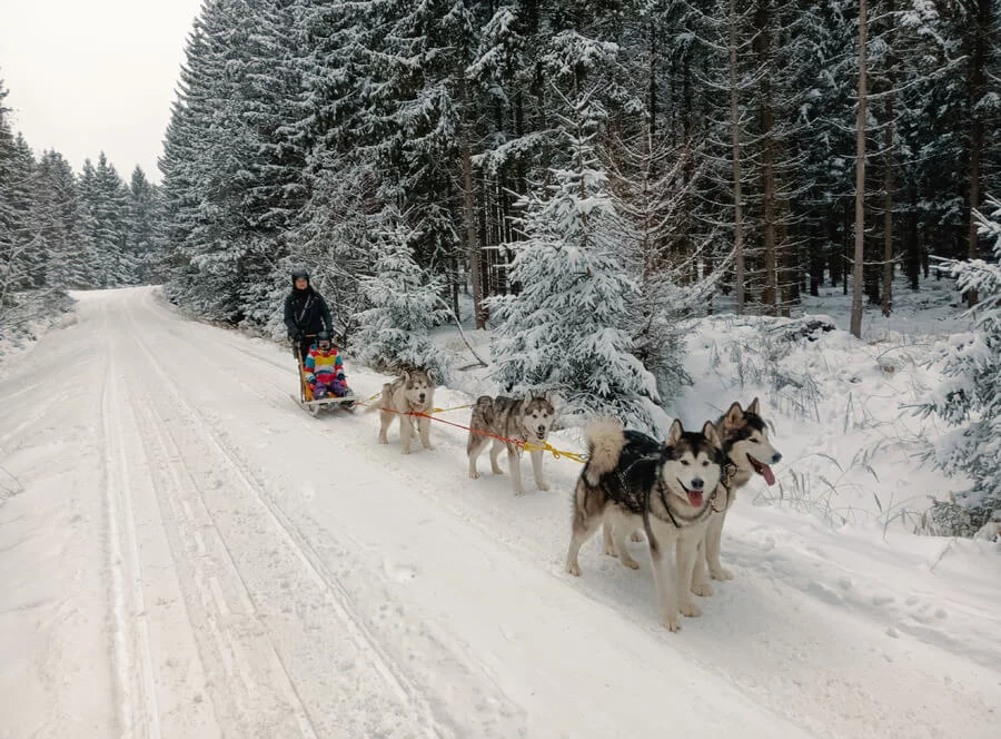 Mushing pro děti – jízda se psím spřežením