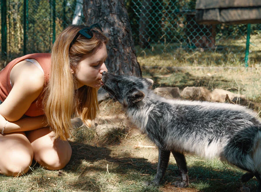 Návštěva polárních lišek s krmením a procházkou