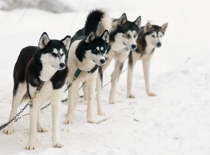 Jízda se psím spřežením 