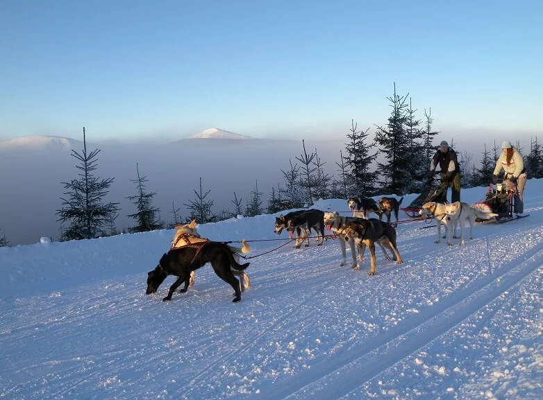 Mushing - jízda psím spřežením v Krkonoších